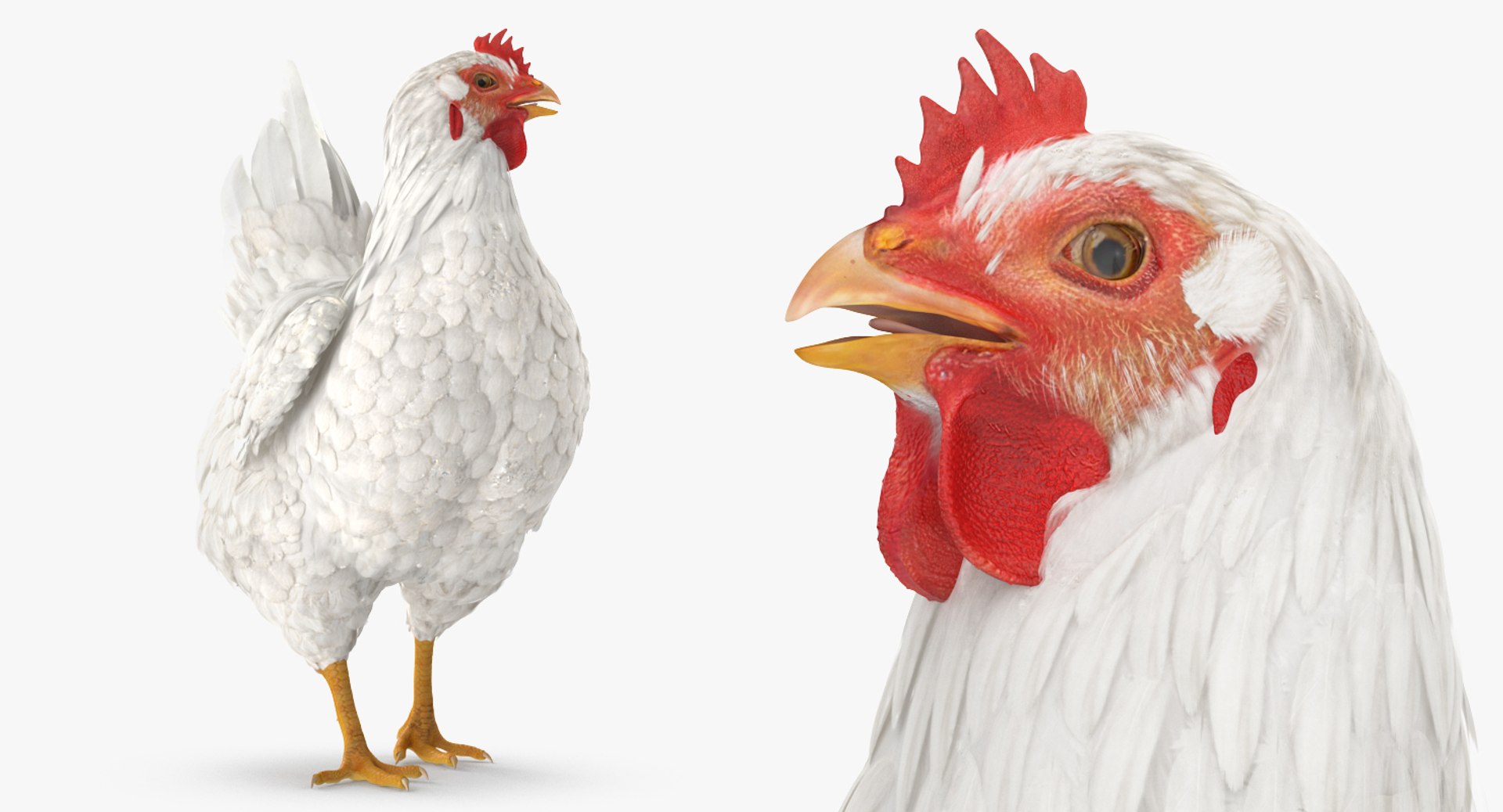 rooster chickens rigged 2 3D model https://p.turbosquid.com/ts-thumb/Q3/cuP6yl/3TSbWYoi/roosterandchickensriggedcollection2c4dmodel006/jpg/1566493936/1920x1080/fit_q87/597155f5c39434420abb789c70161d1e5e91dd36/roosterandchickensriggedcollection2c4dmodel006.jpg