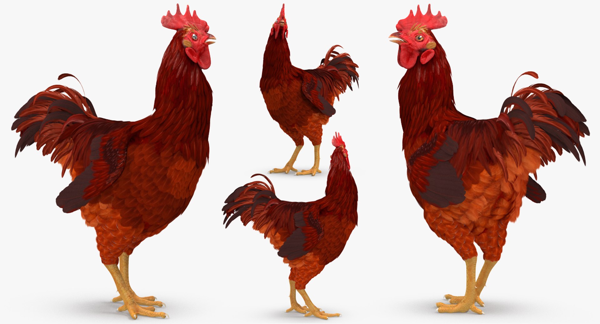rooster chickens rigged 2 3D model https://p.turbosquid.com/ts-thumb/Q3/cuP6yl/5AFkmU2d/roosterandchickensriggedcollection2c4dmodel027/jpg/1566494028/1920x1080/fit_q87/3a76924b594f4cb55639a623708379fb58849537/roosterandchickensriggedcollection2c4dmodel027.jpg