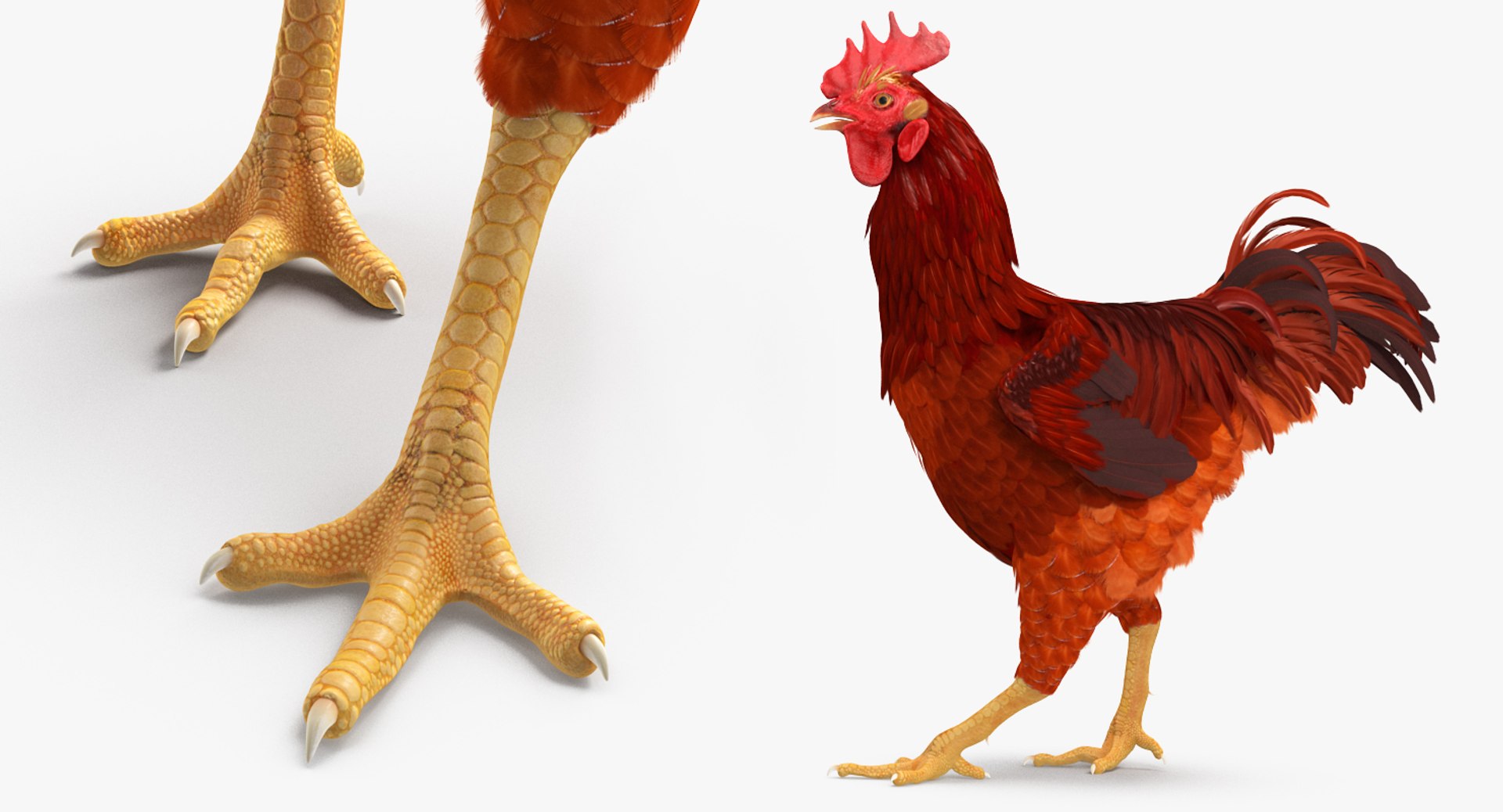 rooster chickens rigged 2 3D model https://p.turbosquid.com/ts-thumb/Q3/cuP6yl/8HThkEAq/roosterandchickensriggedcollection2c4dmodel030/jpg/1566494041/1920x1080/fit_q87/60da87aa58f894feeea42c535721545cbcbe3aaa/roosterandchickensriggedcollection2c4dmodel030.jpg