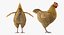 Coq et poulets Rigged Collection 2 pour Maya