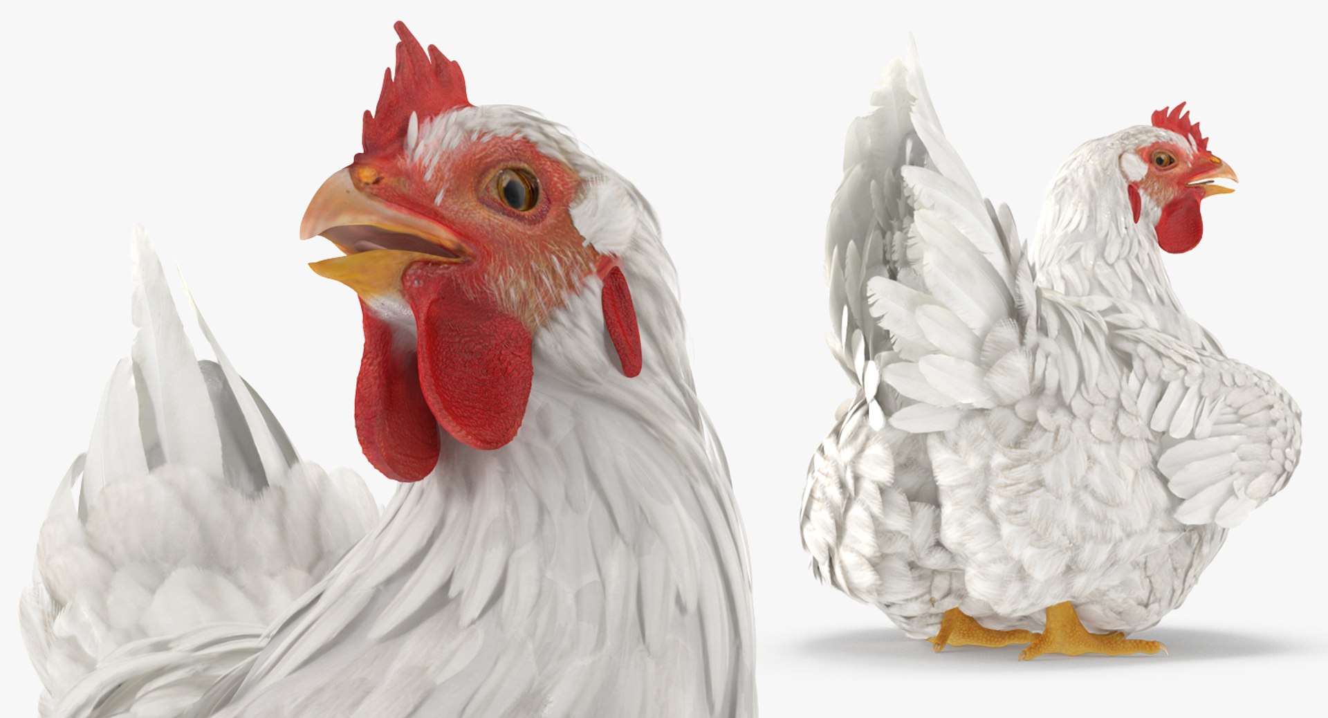 rooster chickens rigged 2 3D model https://p.turbosquid.com/ts-thumb/Q3/cuP6yl/UmUCVNcq/roosterandchickensriggedcollection2c4dmodel009/jpg/1566493949/1920x1080/fit_q87/969c443fb4acaec8570b08ab700ed3167e89fbfe/roosterandchickensriggedcollection2c4dmodel009.jpg