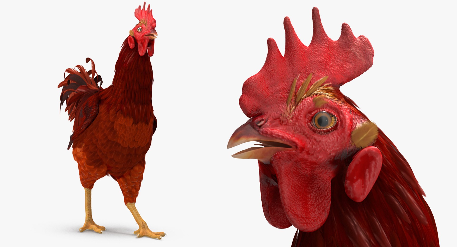 rooster chickens rigged 2 3D model https://p.turbosquid.com/ts-thumb/Q3/cuP6yl/fQR7eWLX/roosterandchickensriggedcollection2c4dmodel031/jpg/1566494046/1920x1080/fit_q87/2b0c7b9eca6815b3003a3b3b463f232de5c25aab/roosterandchickensriggedcollection2c4dmodel031.jpg