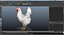 Coq et poulets Rigged Collection 2 pour Maya