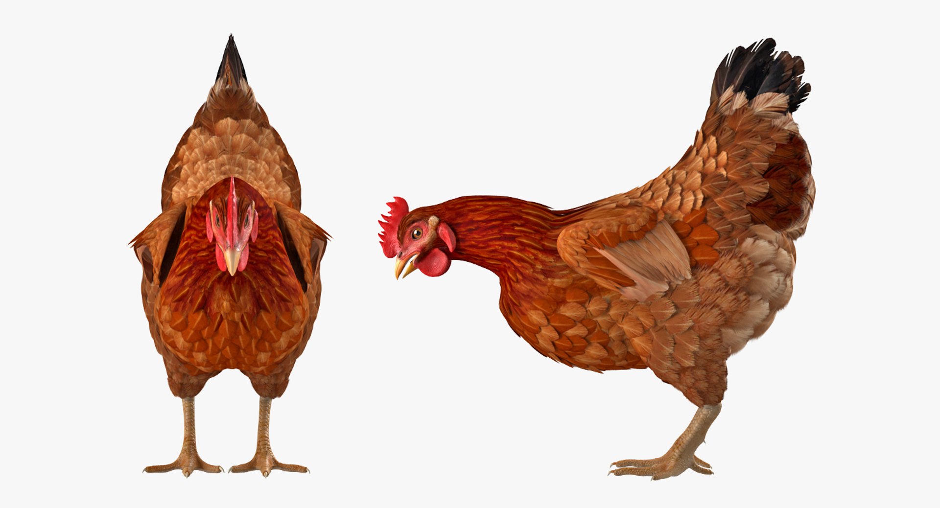 rooster chickens rigged 2 3D model https://p.turbosquid.com/ts-thumb/Q3/cuP6yl/kreWZzKD/roosterandchickensriggedcollection2c4dmodel020/jpg/1566493996/1920x1080/fit_q87/0de02bb400c24969afd5af7b1e13211debf8b348/roosterandchickensriggedcollection2c4dmodel020.jpg