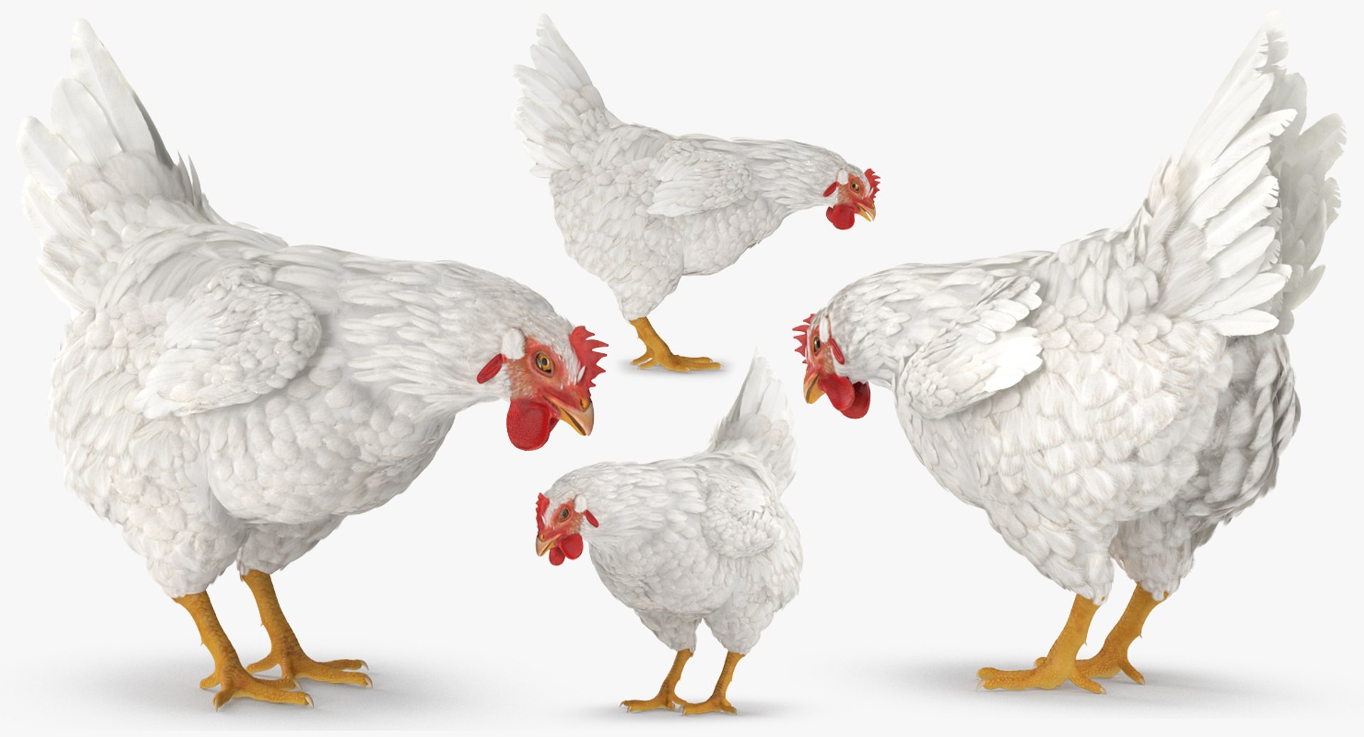 rooster chickens rigged 2 3D model https://p.turbosquid.com/ts-thumb/Q3/cuP6yl/n001nSxJ/roosterandchickensriggedcollection2c4dmodel004/jpg/1566493928/1920x1080/fit_q87/2c6ca8ab05562730d4542a94a313efc8617613cc/roosterandchickensriggedcollection2c4dmodel004.jpg