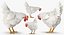 Coq et poulets Rigged Collection 2 pour Maya