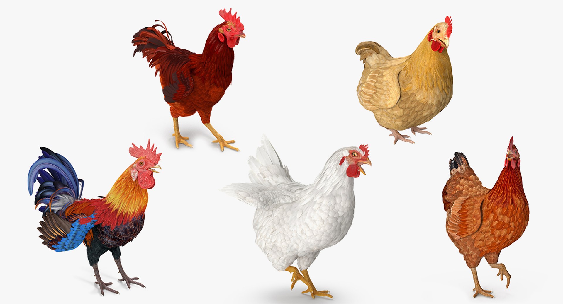 Rooster and Chickens Rigged Collection 2 for Maya 3D model preview