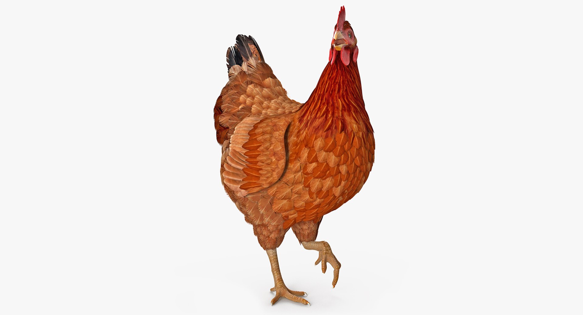 rooster chickens rigged 2 3D model https://p.turbosquid.com/ts-thumb/Q3/cuP6yl/xKXEvUAO/roosterandchickensriggedcollection2c4dmodel018/jpg/1566493987/1920x1080/fit_q87/26ac20a5ad61a6334cb01b3d84d31e8fe9edcf96/roosterandchickensriggedcollection2c4dmodel018.jpg