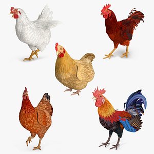rooster chickens rigged 2 3D model