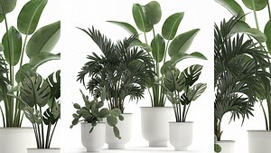Collection of decorative plants in white flowerpots 927