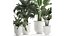 Collection of decorative plants in white flowerpots 927 3D model