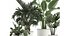 Collection of decorative plants in white flowerpots 927 3D model