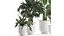Collection of decorative plants in white flowerpots 927 3D model