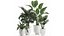 Collection of decorative plants in white flowerpots 927 3D model