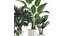 Collection of decorative plants in white flowerpots 927 3D model