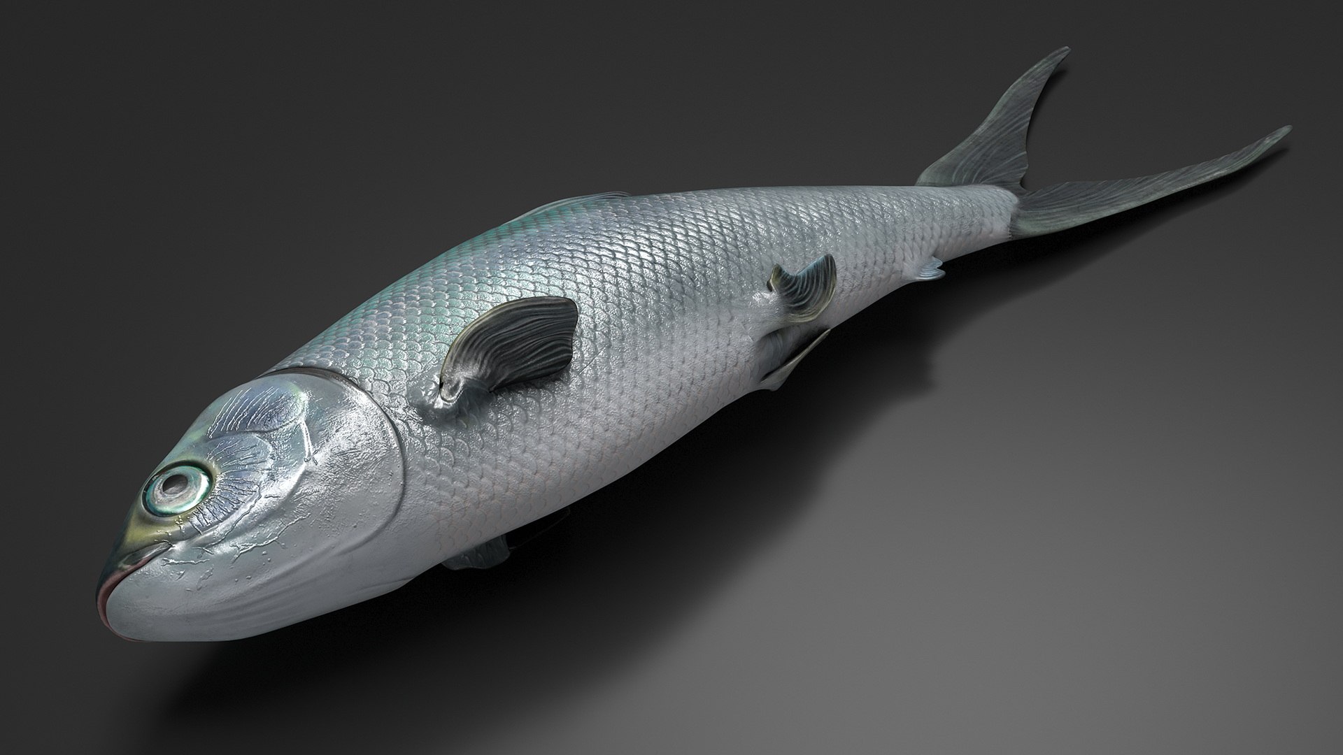 Raw Bangus 3D - TurboSquid 2235608