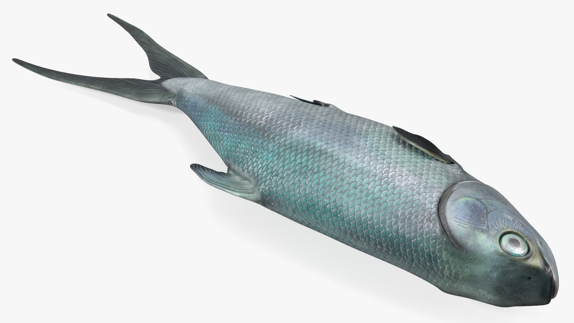 Raw Bangus 3D - TurboSquid 2235608