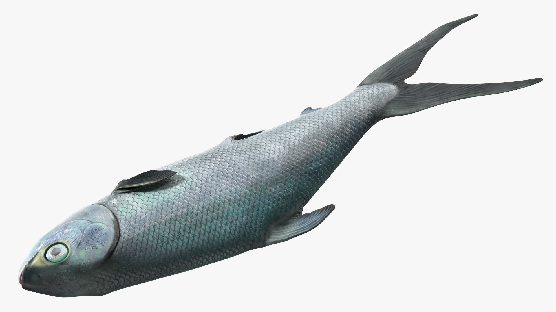 Raw Bangus 3D - TurboSquid 2235608