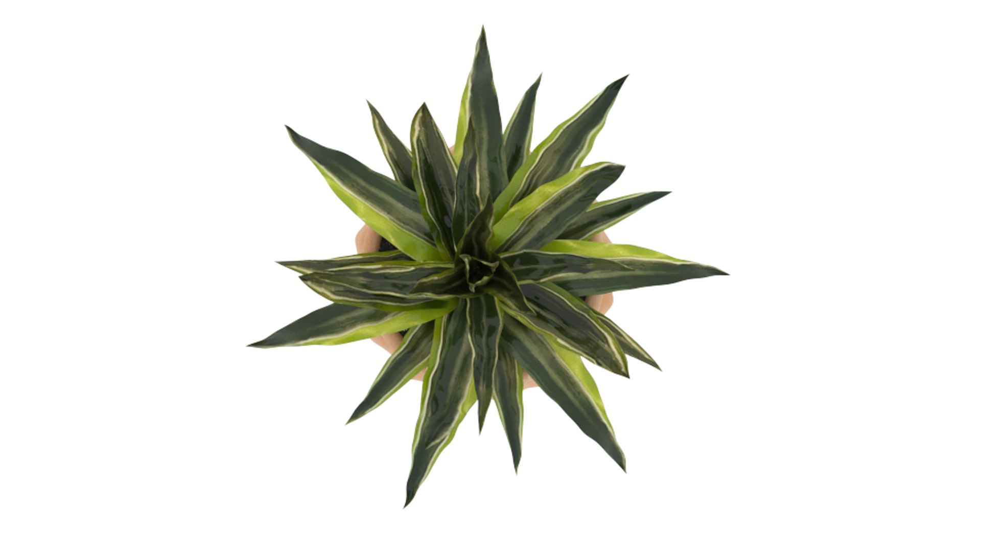 dracaena surprise 3D model https://p.turbosquid.com/ts-thumb/Q3/gD3bcx/A0BGddDn/dracena7/png/1595594343/1920x1080/fit_q87/497515260491b54def832bcb1d2a67d2c1fa95c0/dracena7.jpg