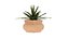 Dracaena Surprise