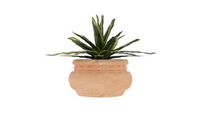 Dracaena Surprise