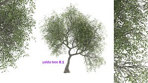 yalda tree 8-1 model