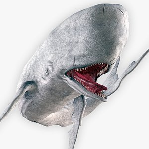 The Legendary Whale model