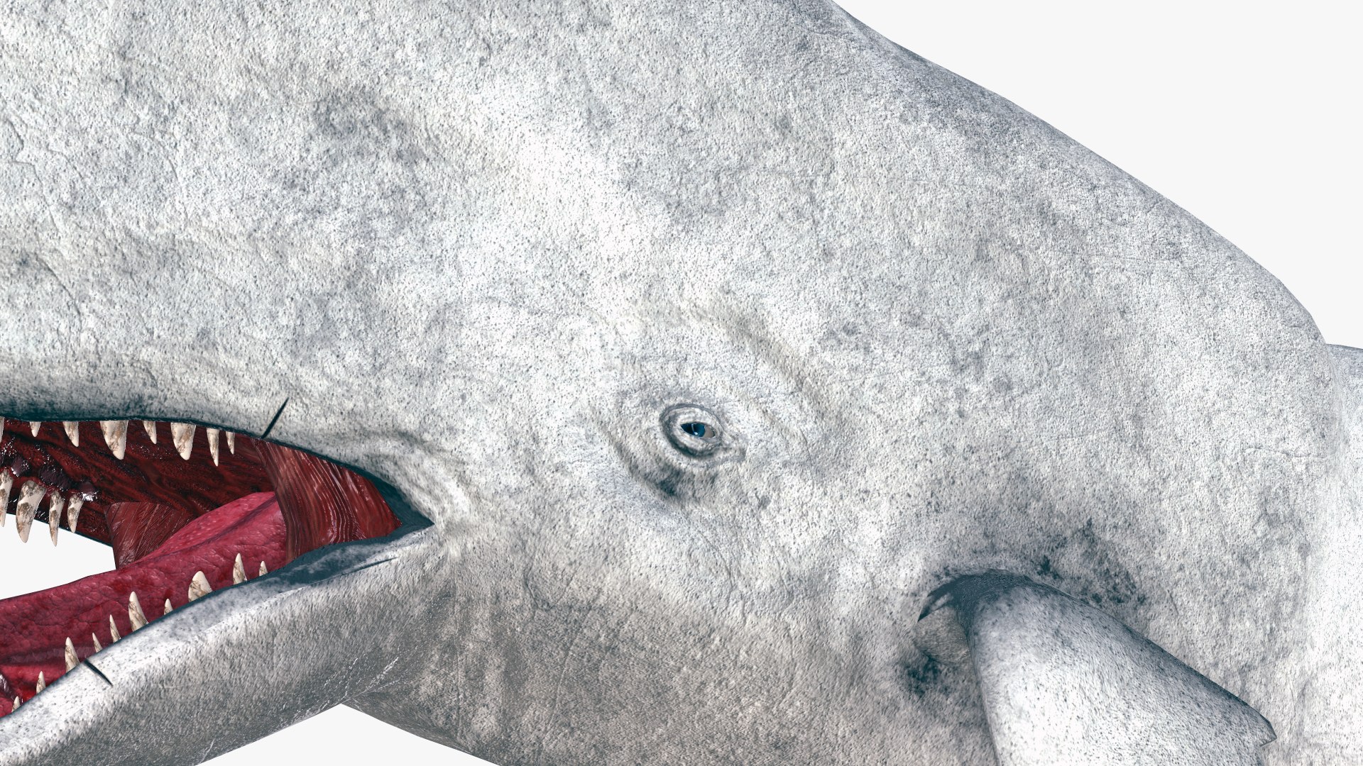 The Legendary Whale model https://p.turbosquid.com/ts-thumb/Q3/qYBlty/OH/the_legendary_whale_screen_25/png/1714557197/1920x1080/fit_q87/fb2e3a601fba6d5b99543ca7131e261ebf91e307/the_legendary_whale_screen_25.jpg