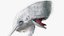 The Legendary Whale