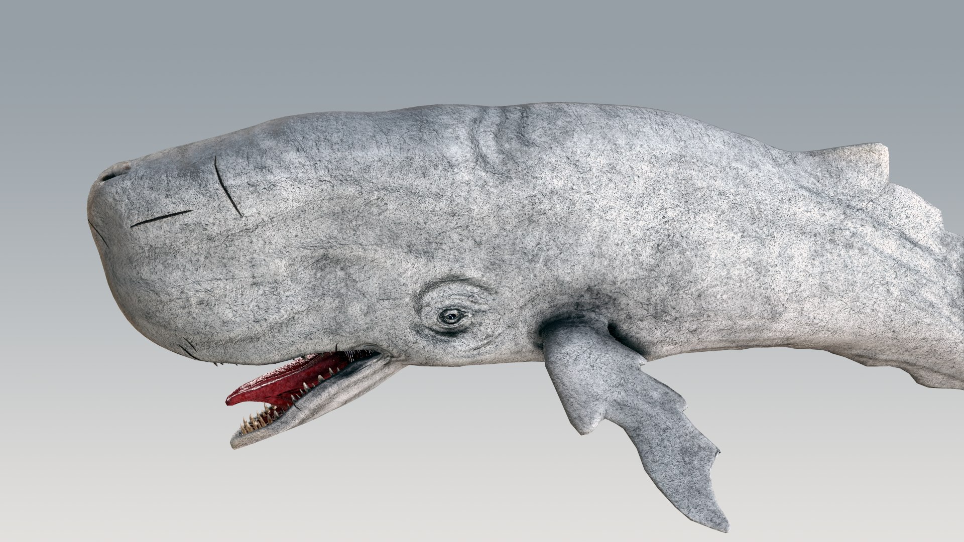 The Legendary Whale model https://p.turbosquid.com/ts-thumb/Q3/qYBlty/TZ/screen_a_pose15/png/1714557205/1920x1080/fit_q87/f848b13b3865d5de26be4c817681aa81764af79c/screen_a_pose15.jpg