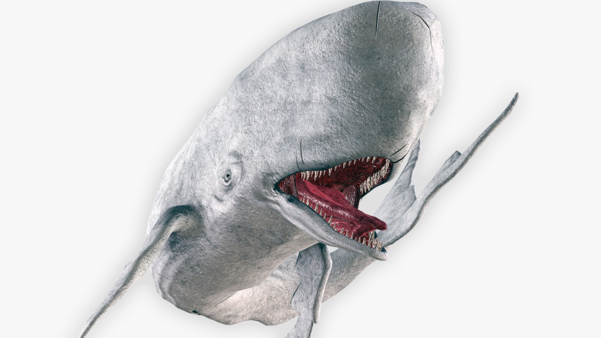 The Legendary Whale model https://p.turbosquid.com/ts-thumb/Q3/qYBlty/Tf/the_legendary_whale_screen_7/png/1714557188/1920x1080/fit_q87/e7bdb7592fd673a51d8692c30ca0dcae7561f2f9/the_legendary_whale_screen_7.jpg