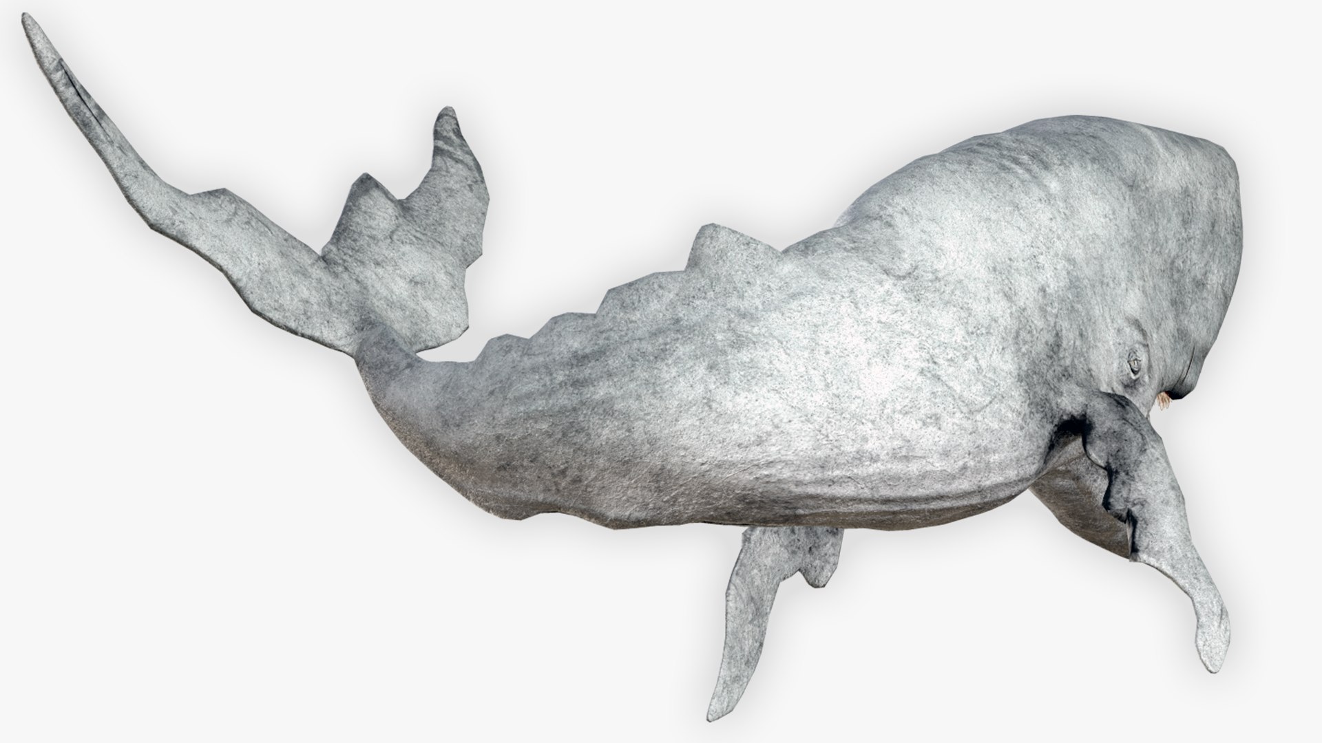 The Legendary Whale model https://p.turbosquid.com/ts-thumb/Q3/qYBlty/Tt/the_legendary_whale_screen_5/png/1714557187/1920x1080/fit_q87/21efb732e7436f7fc9f41a932e102ffd0af24b20/the_legendary_whale_screen_5.jpg