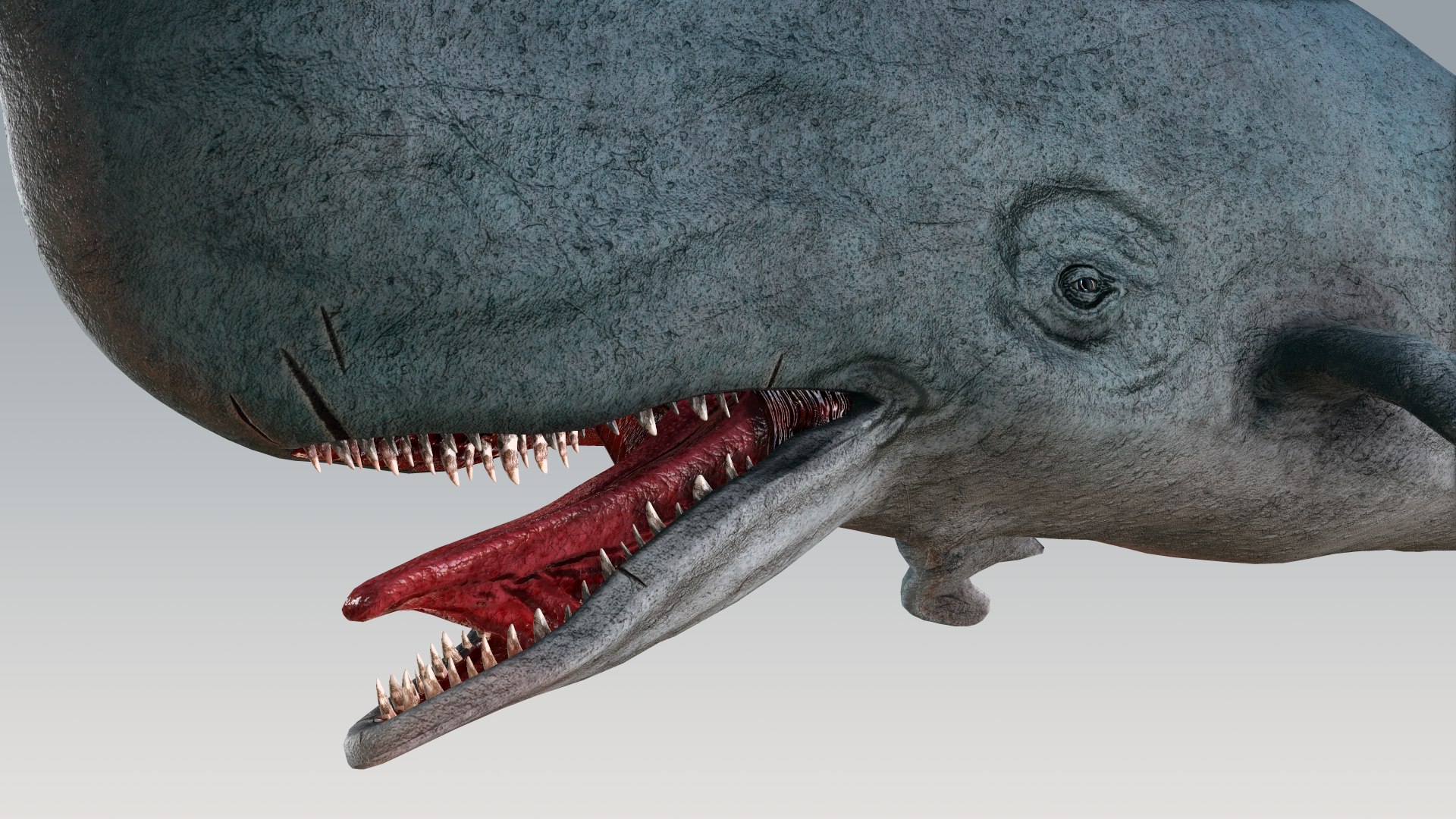 The Legendary Whale model https://p.turbosquid.com/ts-thumb/Q3/qYBlty/Ue/screen_a_pose14/png/1714557206/1920x1080/fit_q87/3be25d3ab007d474d8816af81423072bfdb5aaa0/screen_a_pose14.jpg