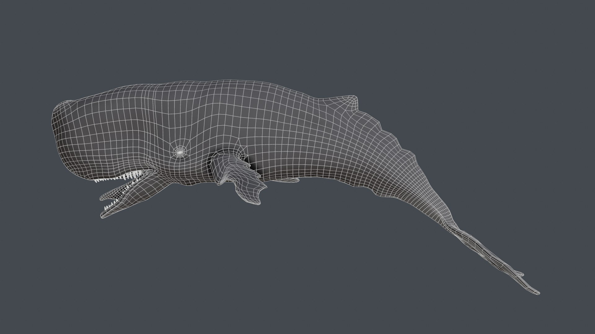 The Legendary Whale model https://p.turbosquid.com/ts-thumb/Q3/qYBlty/WX/screen_topology2/png/1714557177/1920x1080/fit_q87/fa38ba18b8dee5e19e3ab14942c73620f258c2c4/screen_topology2.jpg