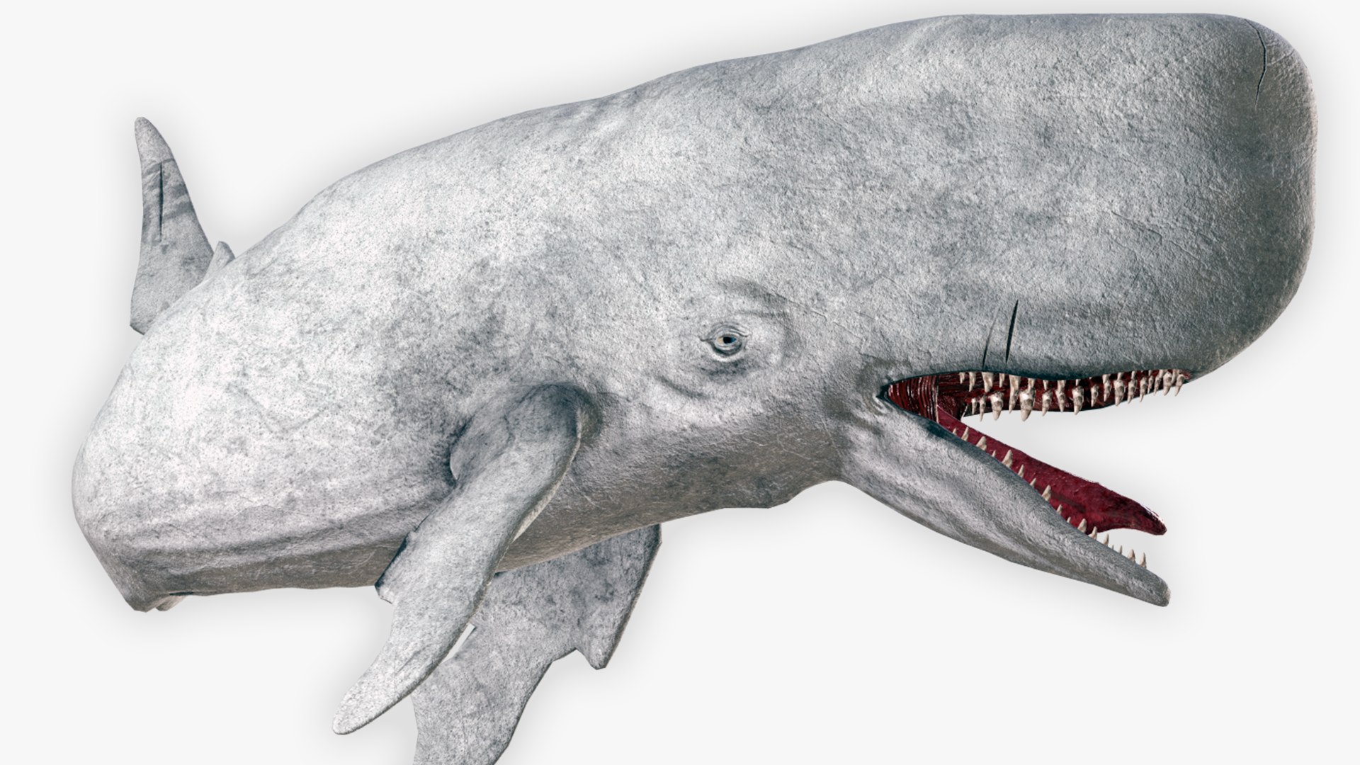 The Legendary Whale model https://p.turbosquid.com/ts-thumb/Q3/qYBlty/ae/the_legendary_whale_screen_6/png/1714557187/1920x1080/fit_q87/e16166d3252746e4769543562ad472bb52118d3e/the_legendary_whale_screen_6.jpg