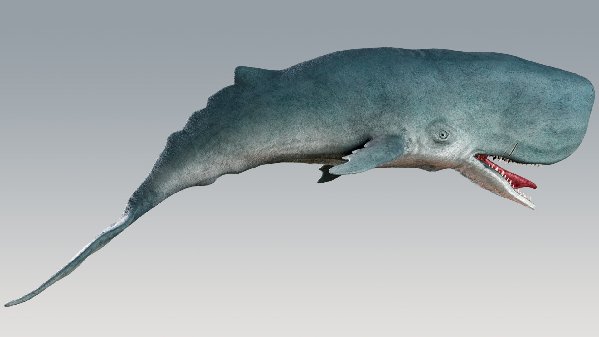 The Legendary Whale model https://p.turbosquid.com/ts-thumb/Q3/qYBlty/ch/screen_a_pose10/png/1714557202/1920x1080/fit_q87/ac3e044ff60dd56b1ade9e5adae648d89ed34f7a/screen_a_pose10.jpg