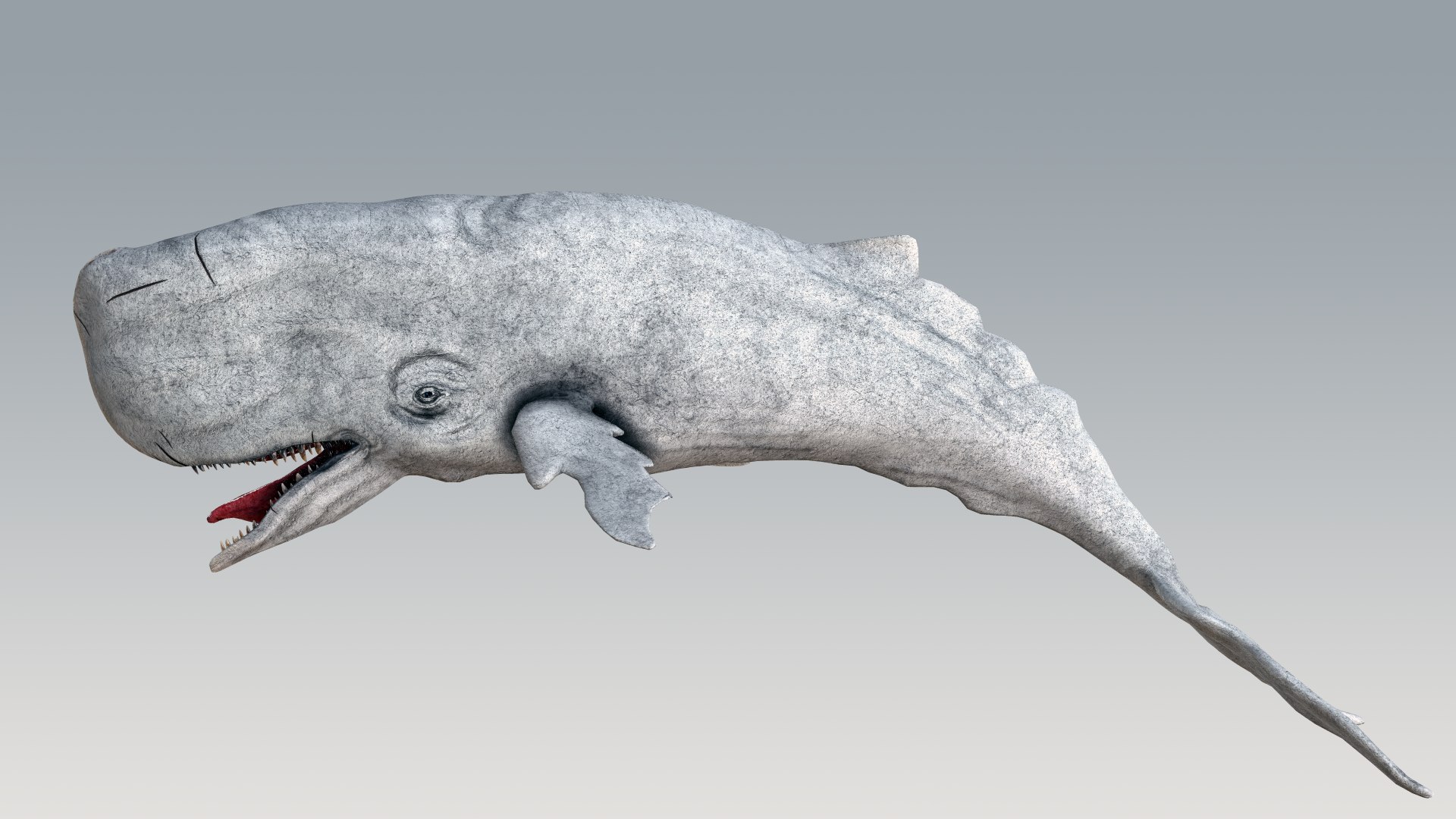 The Legendary Whale model https://p.turbosquid.com/ts-thumb/Q3/qYBlty/fz/screen_a_pose3/png/1714557199/1920x1080/fit_q87/b39f94a128e722e5594f4254f385fb966f191f04/screen_a_pose3.jpg