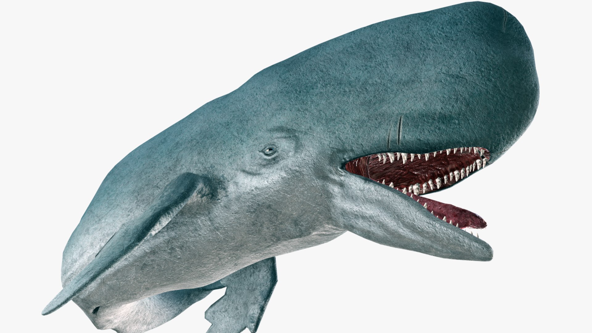 The Legendary Whale model https://p.turbosquid.com/ts-thumb/Q3/qYBlty/j3/the_legendary_whale_screen_21/png/1714557195/1920x1080/fit_q87/019bc5700ecf7975050a312dbf344edf5bb95124/the_legendary_whale_screen_21.jpg