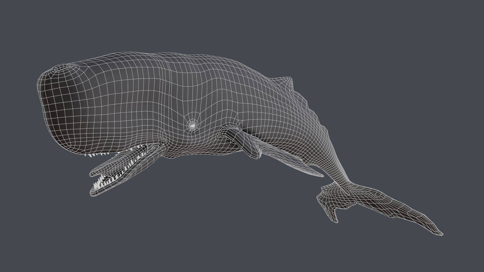 The Legendary Whale model https://p.turbosquid.com/ts-thumb/Q3/qYBlty/uh/screen_topology1/png/1714557176/1920x1080/fit_q87/85dcf0439341b81064e8be98d6be7fc46c62a48f/screen_topology1.jpg