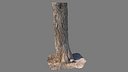Scanned Tree Trunk 08