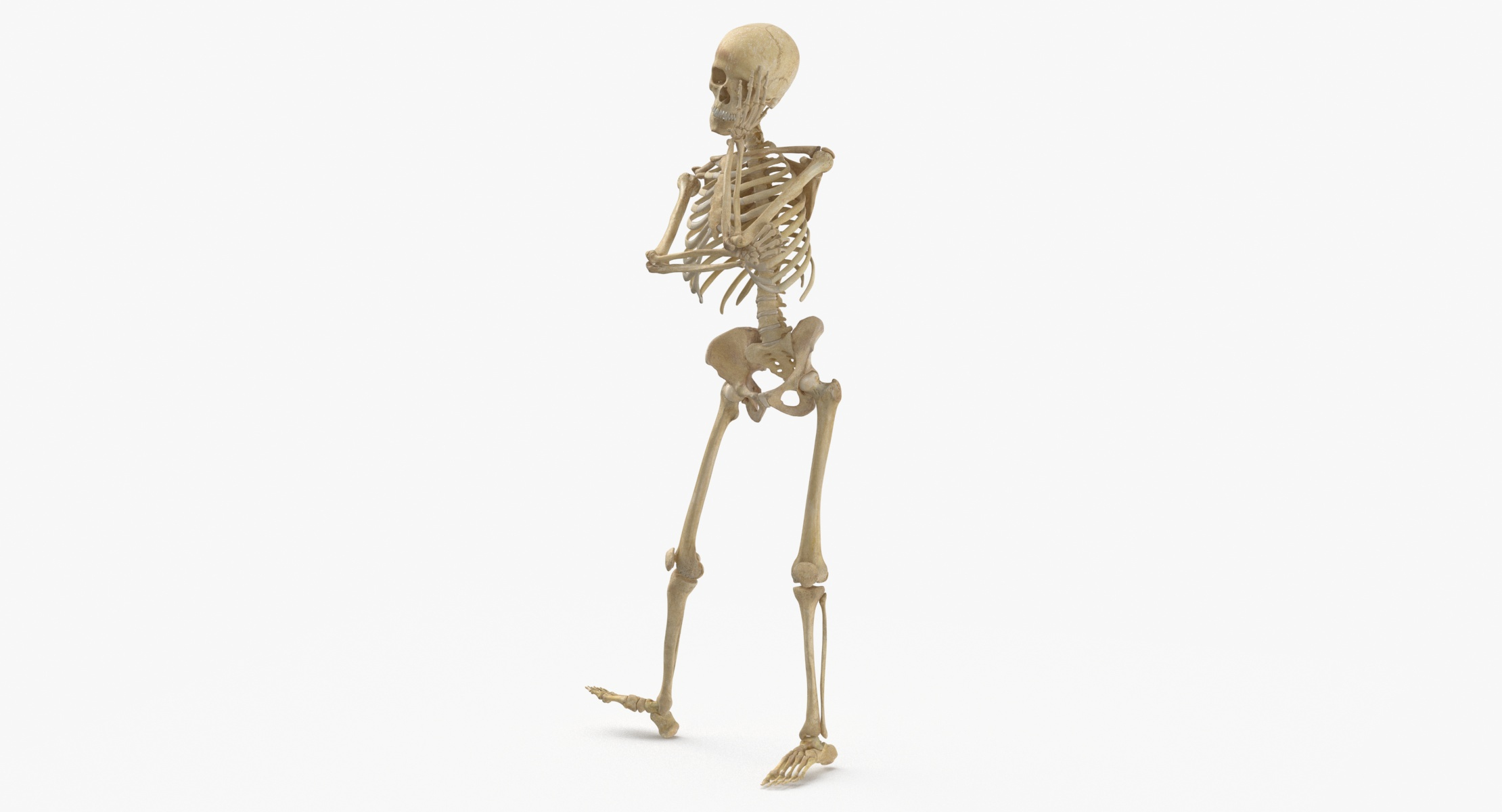 skeleton pose reference
