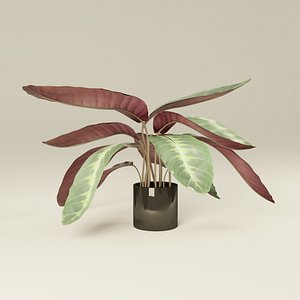 Calathea plant