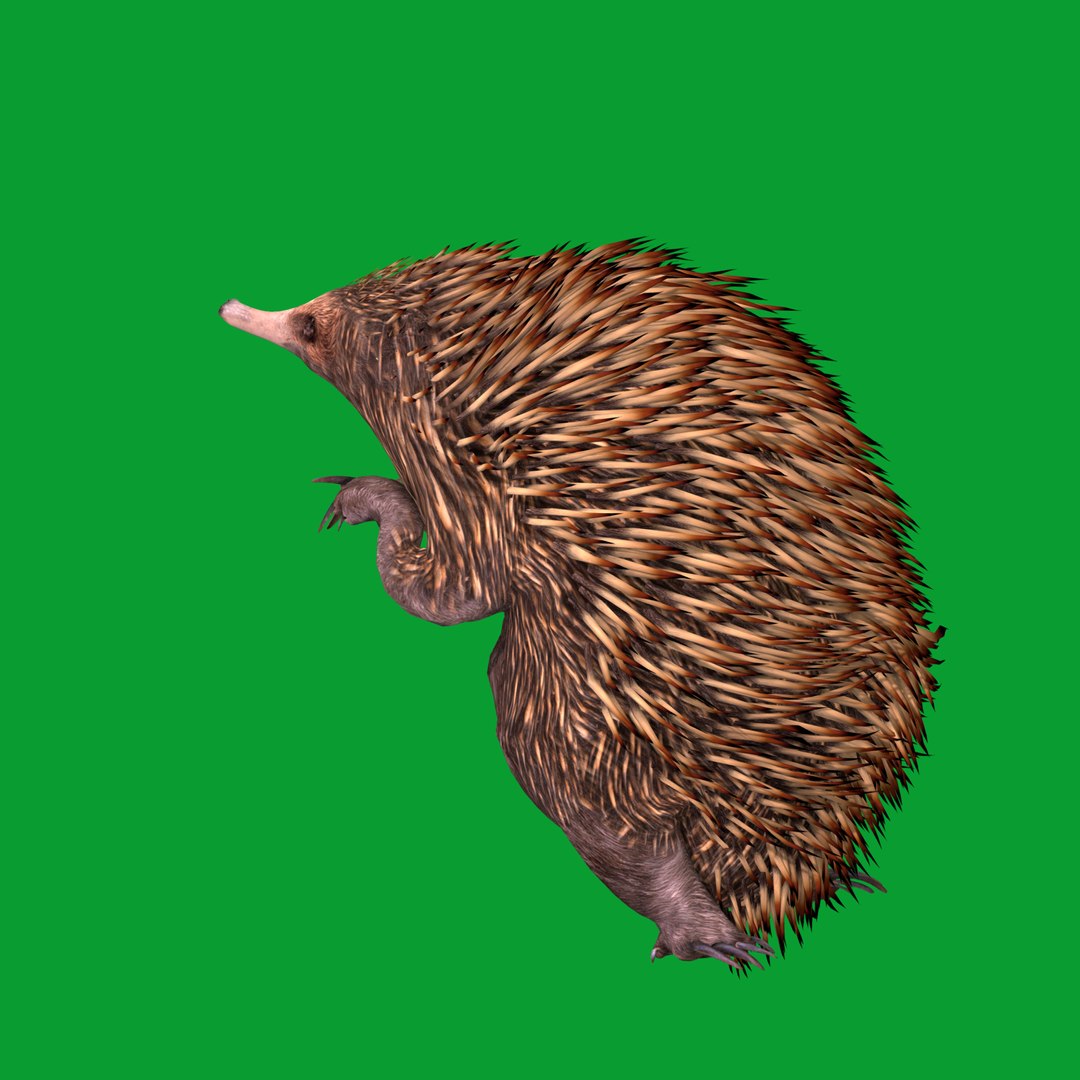 Echidna 3D model https://p.turbosquid.com/ts-thumb/Q4/Ek0UZP/0n/short_beaked_echidna27/png/1734270401/1920x1080/fit_q87/e783f6013429bc29dd112f84d83465f4e69f35e0/short_beaked_echidna27.jpg
