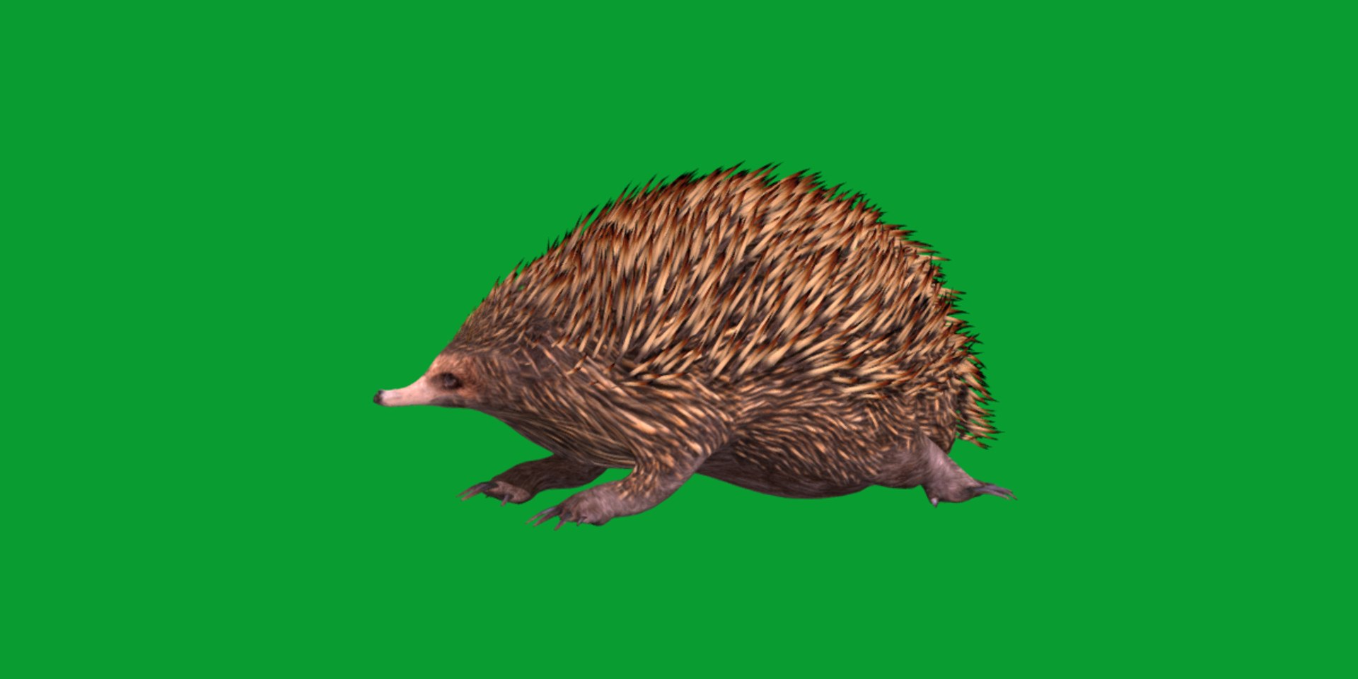 Echidna 3D model https://p.turbosquid.com/ts-thumb/Q4/Ek0UZP/15/short_beaked_echidna14/png/1734270437/1920x1080/fit_q87/1e6a53c2fa1cc5d033e79db14a6b19ac35761a5f/short_beaked_echidna14.jpg