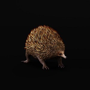 Echidna