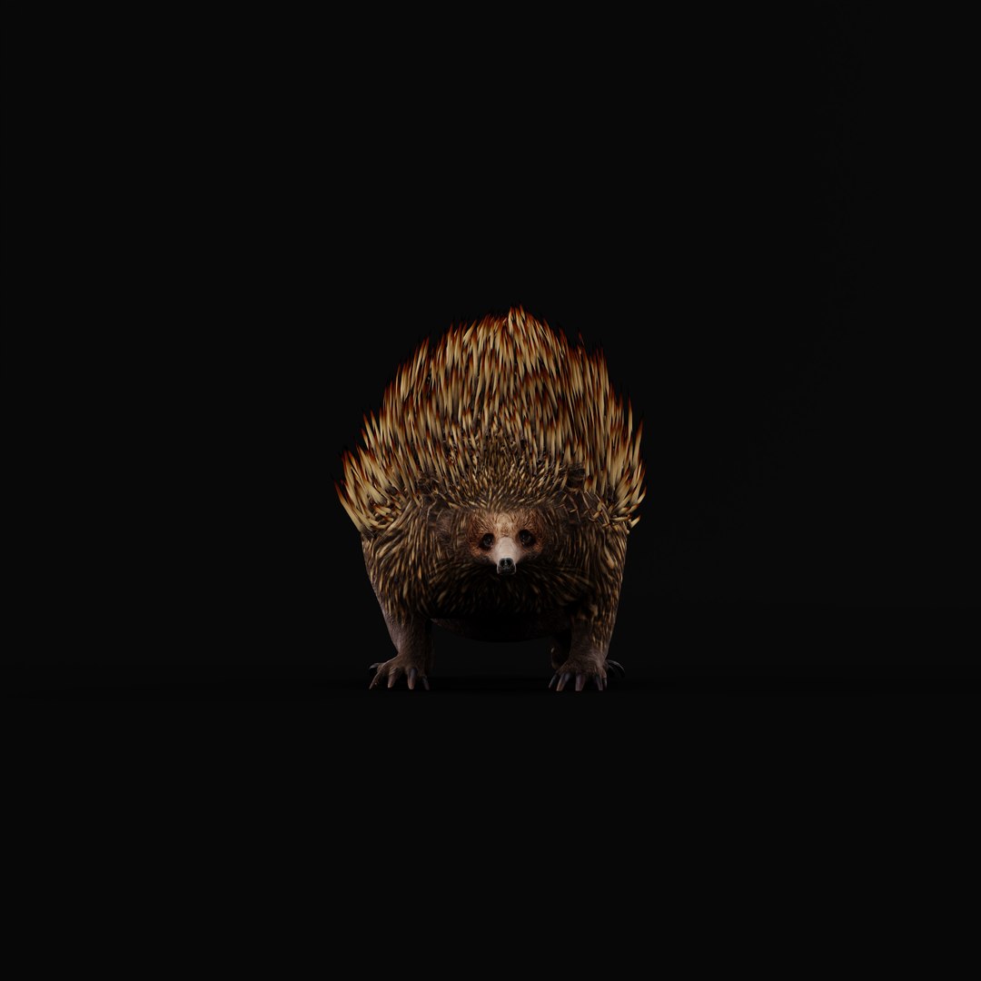 Echidna 3D model https://p.turbosquid.com/ts-thumb/Q4/Ek0UZP/Fx/shortbeaked_echidna_ao_0000/jpg/1734270404/1920x1080/fit_q87/751377c6af9db053e3b934e9967dd8e19b2d5da4/shortbeaked_echidna_ao_0000.jpg