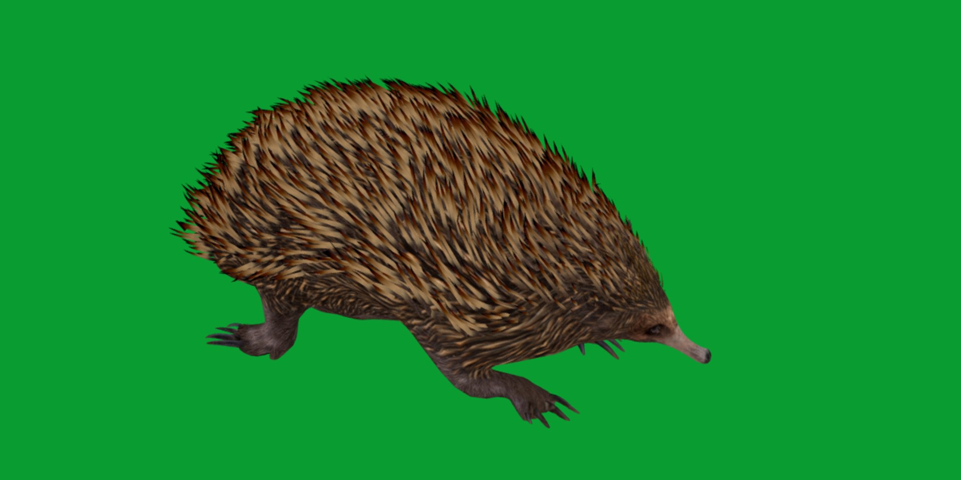 Echidna 3D model https://p.turbosquid.com/ts-thumb/Q4/Ek0UZP/Im/short_beaked_echidna8/png/1734270434/1920x1080/fit_q87/205e0657ee9db6cea6d3fa443792ab06e03cb70a/short_beaked_echidna8.jpg