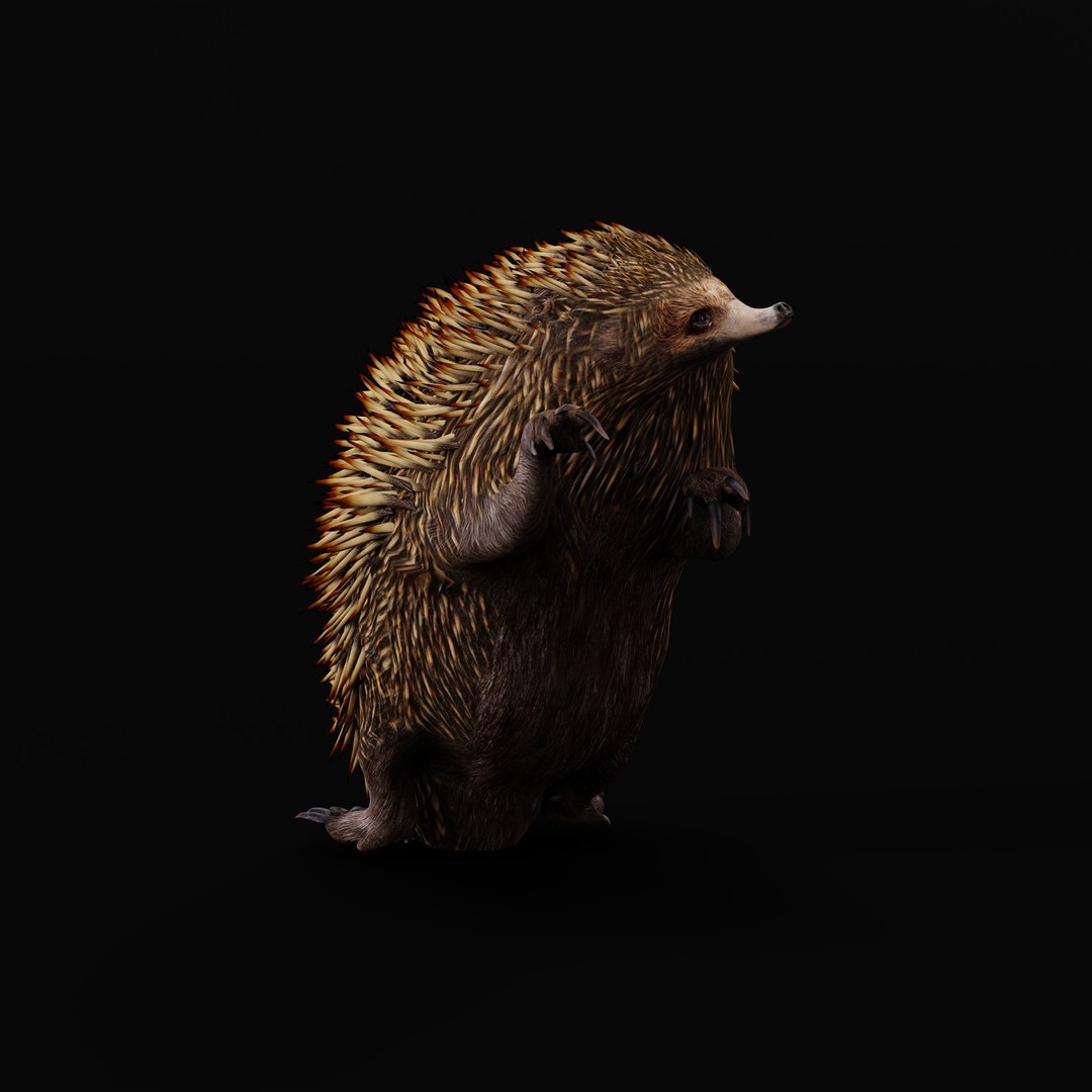 Echidna 3D model https://p.turbosquid.com/ts-thumb/Q4/Ek0UZP/N8/shortbeaked_echidna_ao_0003/jpg/1734270430/1920x1080/fit_q87/922b5e45a6e9f7570dc0655e986c70fb804b02f8/shortbeaked_echidna_ao_0003.jpg