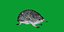 Equidna