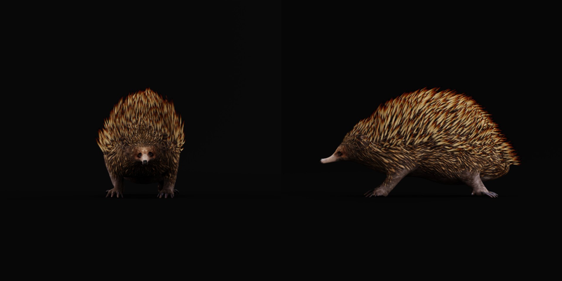 Echidna 3D model https://p.turbosquid.com/ts-thumb/Q4/Ek0UZP/Zf/short_beaked_echidna7/png/1734270433/1920x1080/fit_q87/f35e0dbe46abf2fd74d82765d0654f743386b441/short_beaked_echidna7.jpg